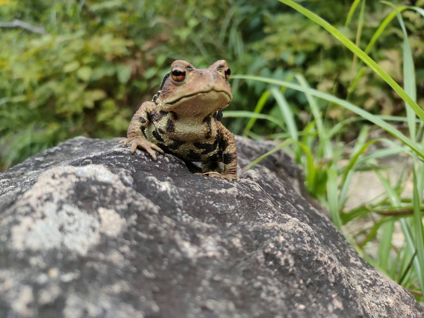 かちょー